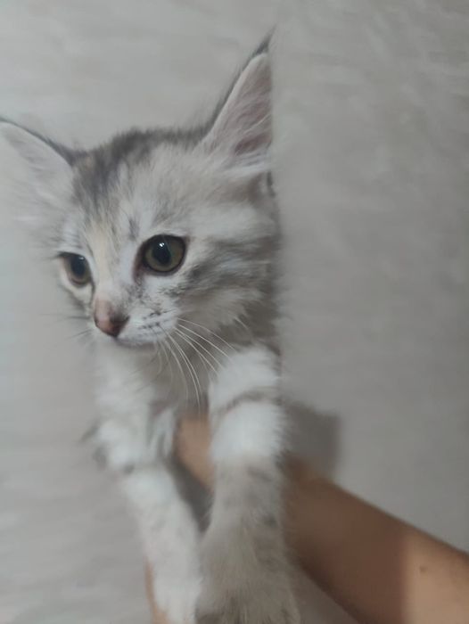 котенок девочка 2-3 месяца