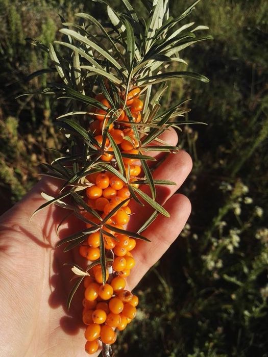 Arbuști Fructiferi (Cătină Mascul )