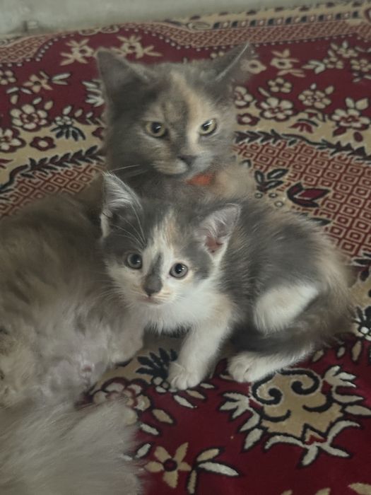 Трехцветный котенок