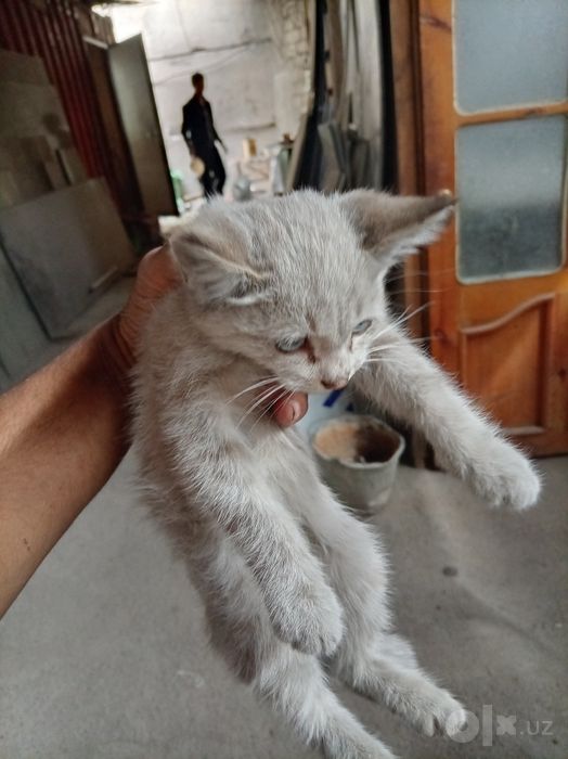 Mushuk sotiladi aloqga chiqamiz