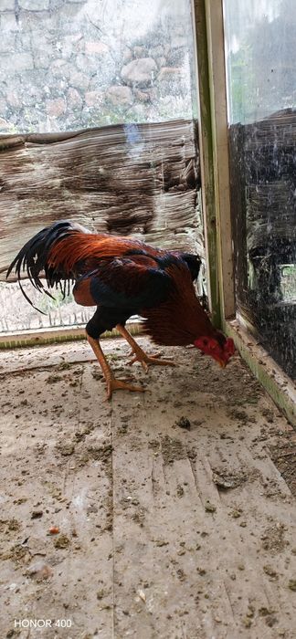 Dakan Xuroson sotiladi aybi yuq