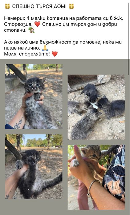 4 мънички котенца- БЕЗПЛАТНО