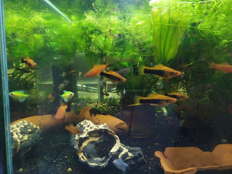 Продам Рыбок Аквариумных