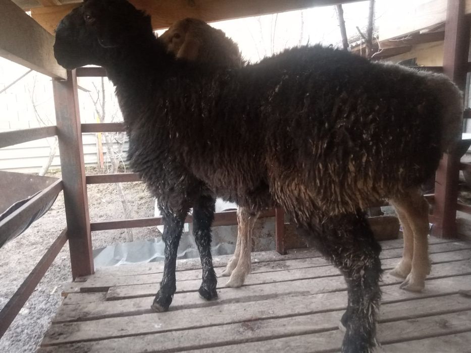 Қошқарлар сатылады.