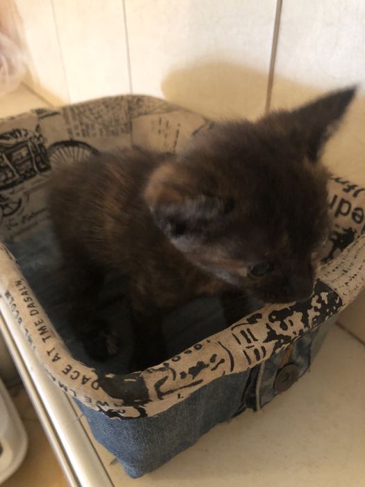 Отдам котят 2 месяца