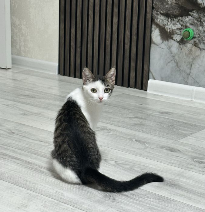Ищет дом красивая кошечка