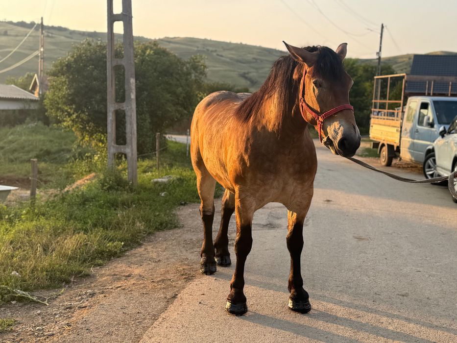 Manza 4 anii garantata