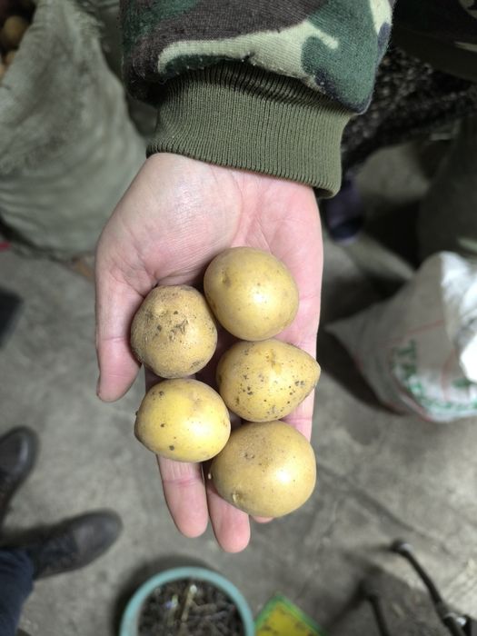 Продам картофель дачный