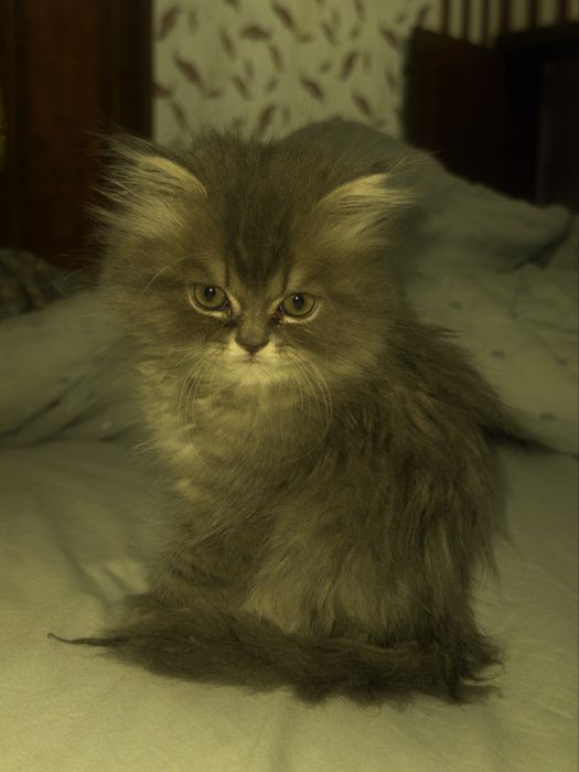 котенок(британец длинношерстный цена договорная