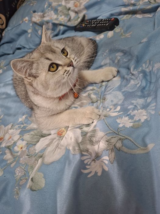 Mushuk serbrstki shinshilla qiz