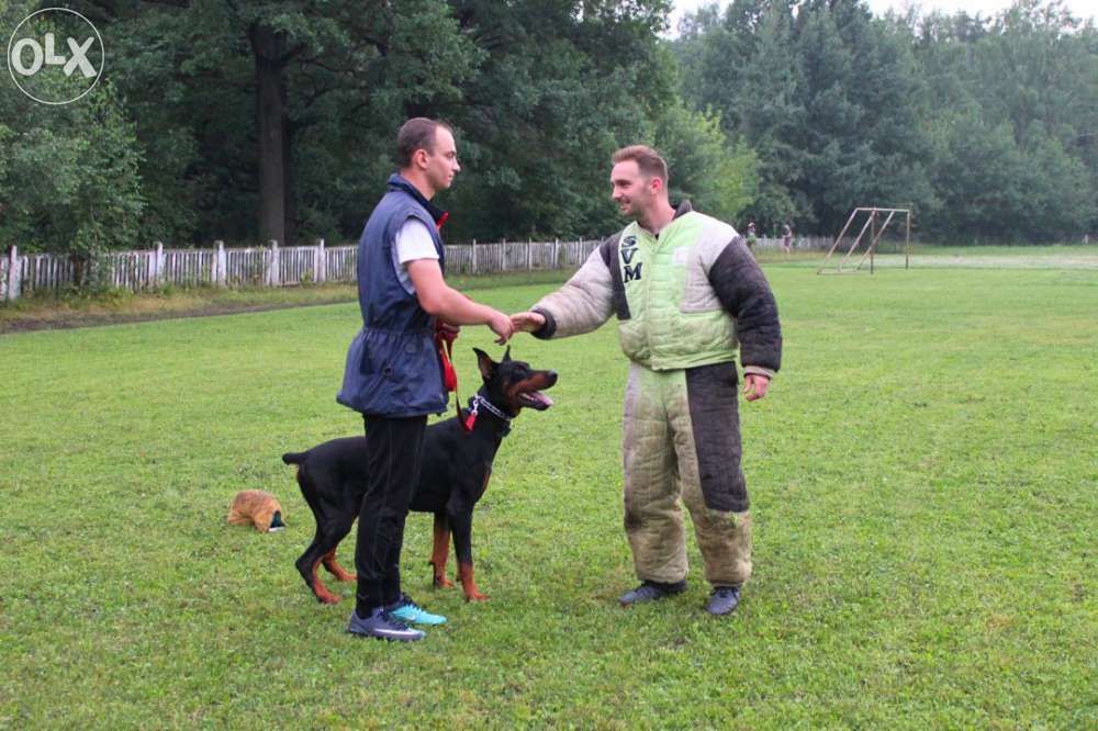 Dresaj Bucuresti (instructor atestat)