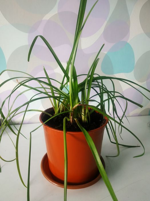 Продам зеферантес (выскочка)