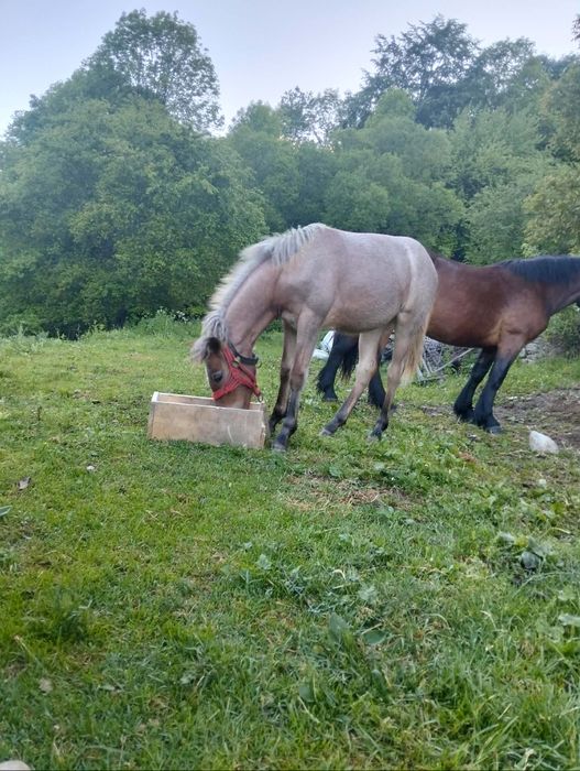 Vând manza de 4 luni