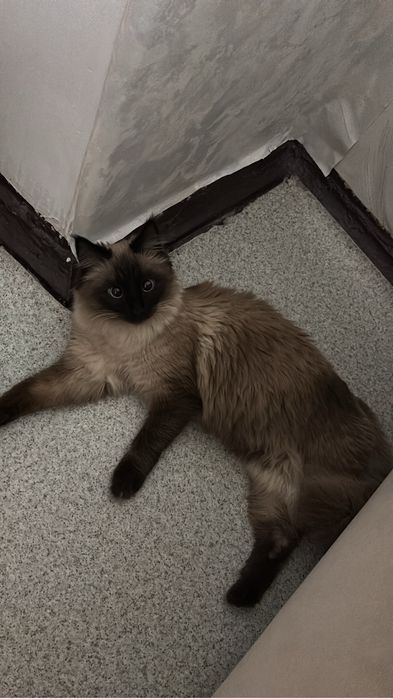 Кошка ищет дом