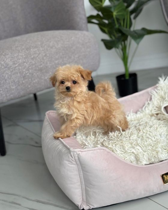 Maltipoo toy , Rasa care nu naparleste in nicio perioada a anului