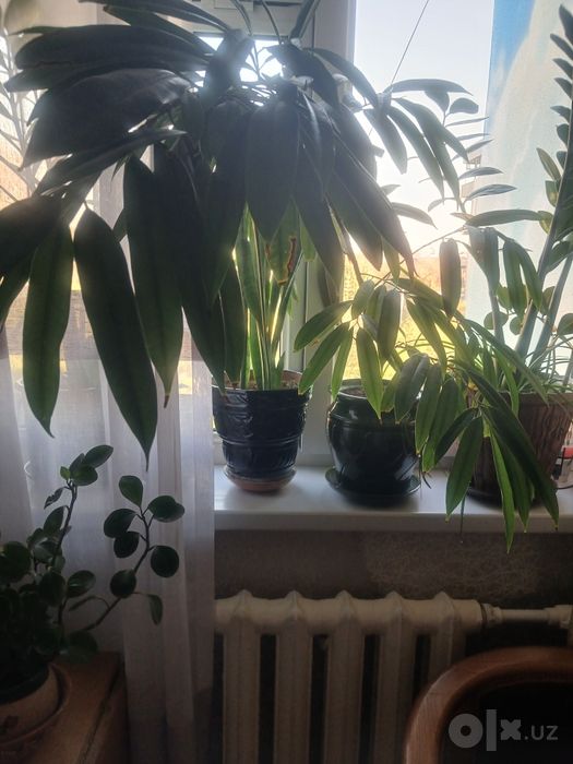 Продается Фикус Али