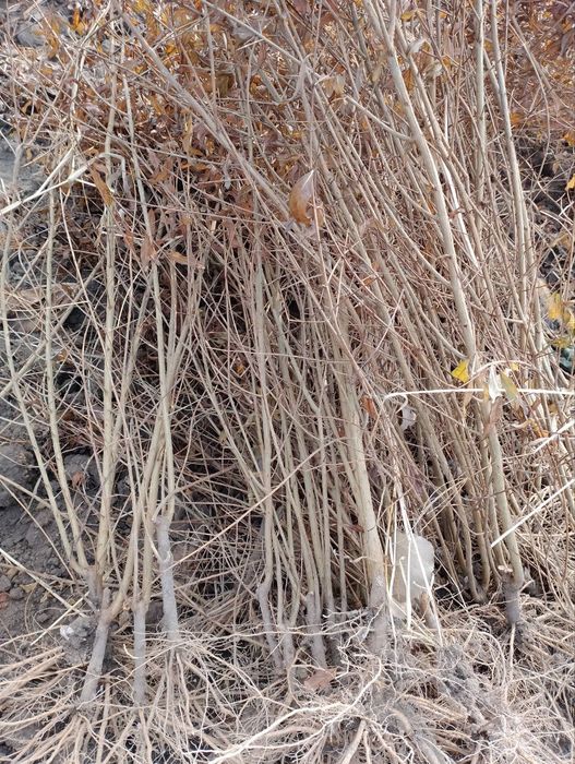 Anor koʻchat, Анор кочат