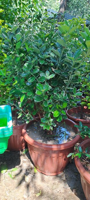 Шамшод бересклетлар сотилади