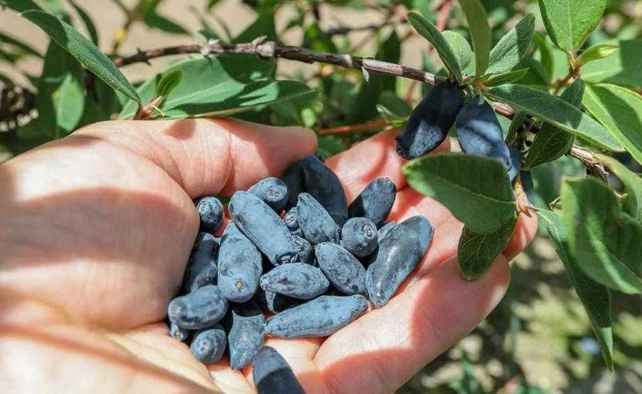 Жимолость Принцессе Диане.