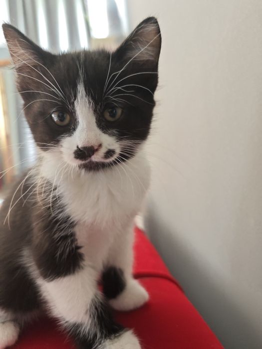 Кошечка, в добрые руки. Родители крысоловы