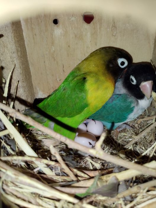 Сотилади неразлучник