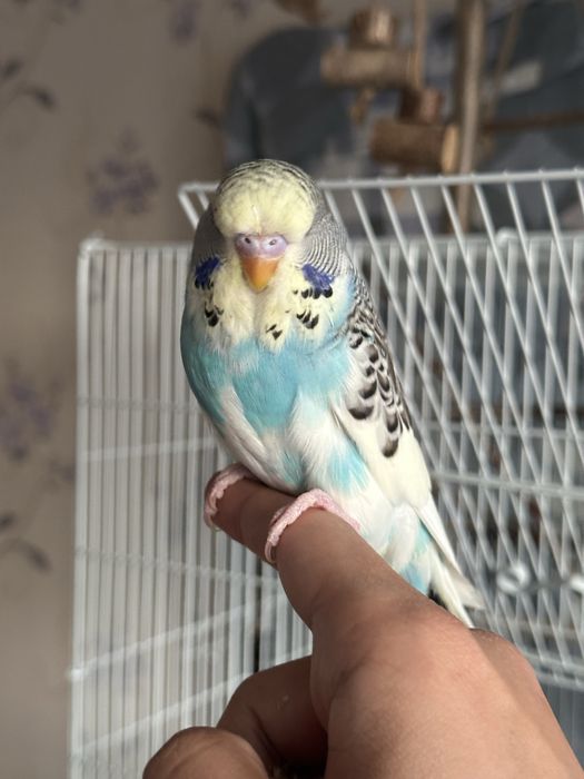 Ручной ВВП малыш