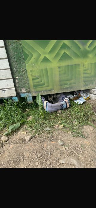 Котята в добрый руки