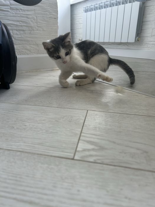 Котик мальчик 3 месяца