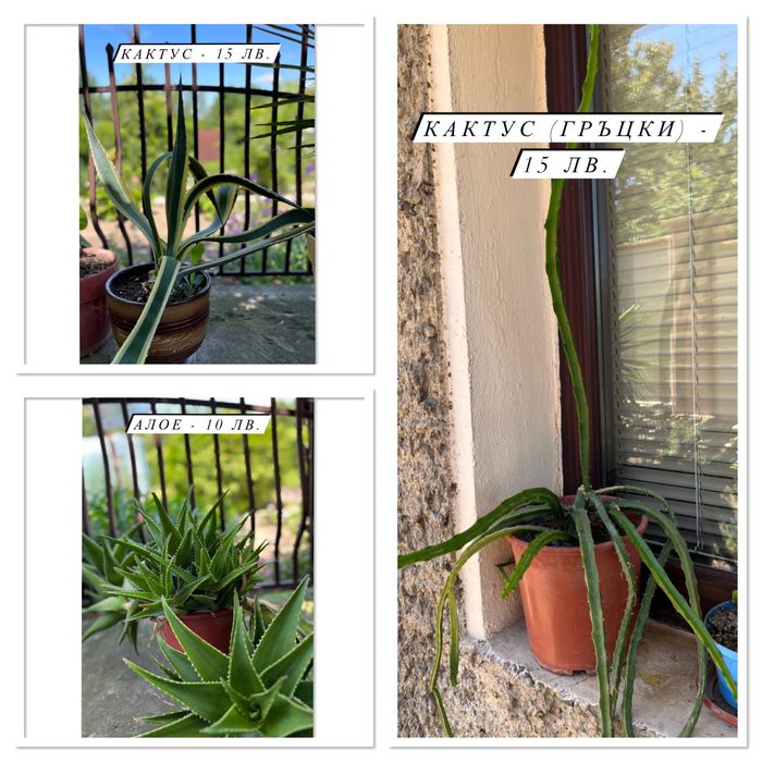 Цветя - Филодендрон, Юка, Бенджамин и други