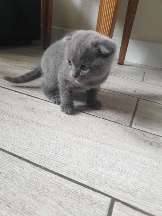 Вислоухие котики мальчики