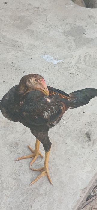 Dakan jo'ja xoroz sotlad