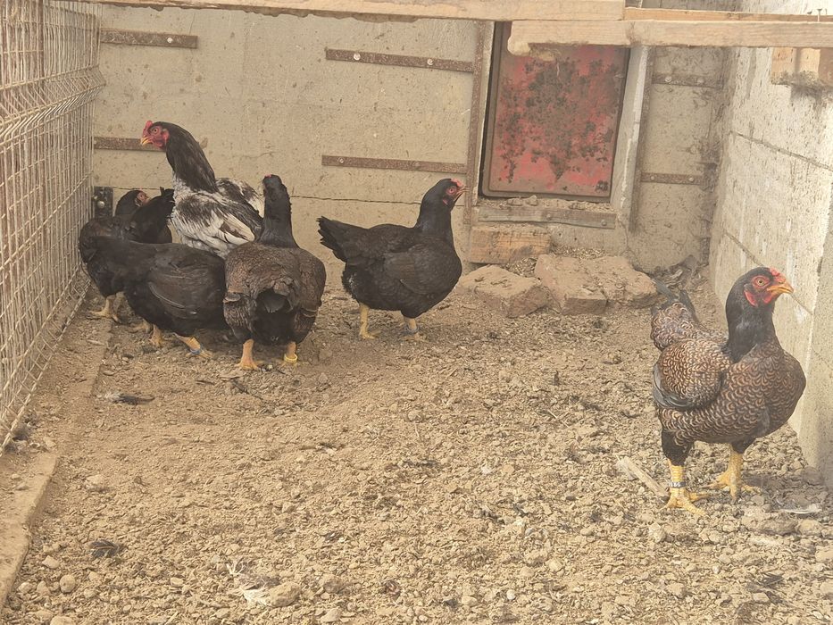 Vând oua combatant indian talie mare