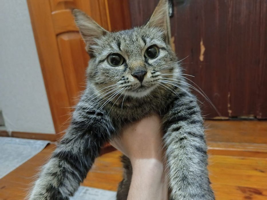 срочно кошка в добрые руки