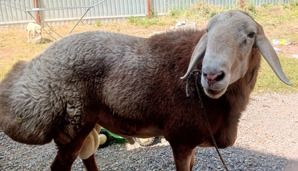 Продам кошкара гисара