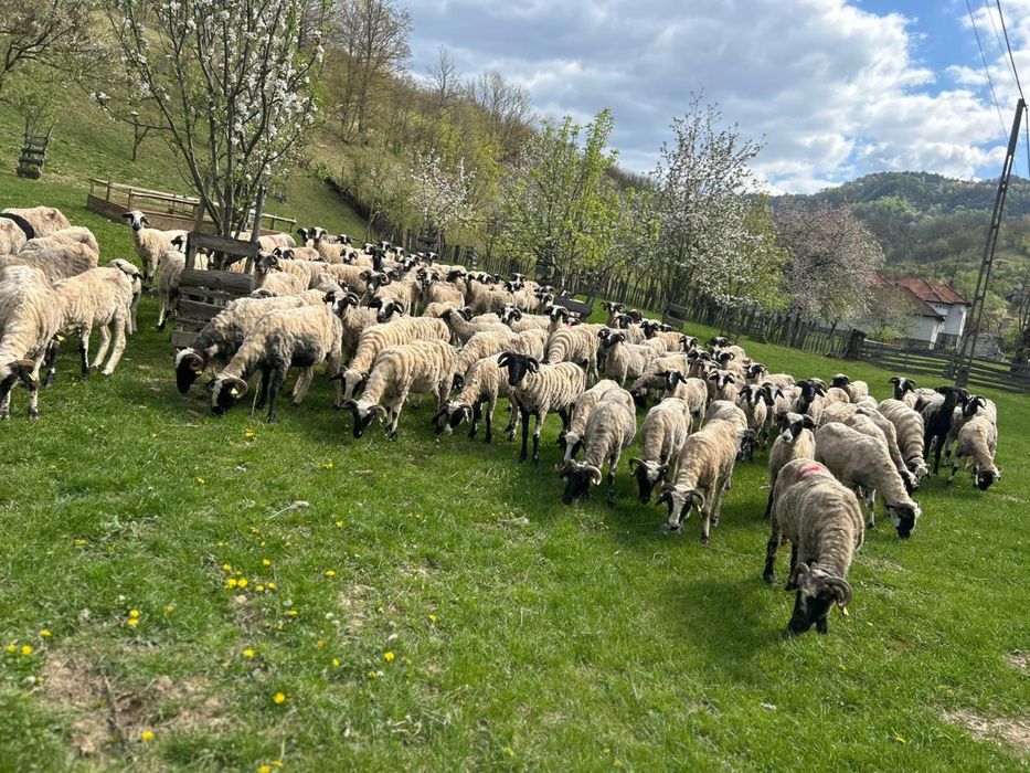 Vând 100 de oi cu lapte.