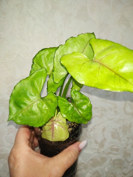 Продам цветы Сингониум