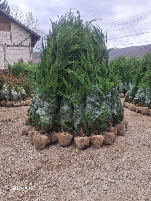 Vând plante ornamentale și livrez