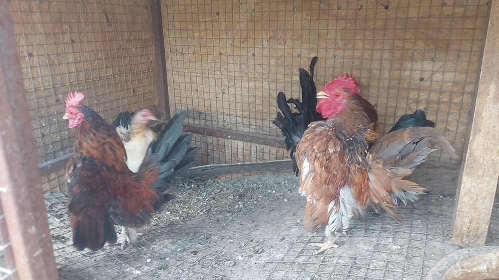 Декоративные петушки Куры