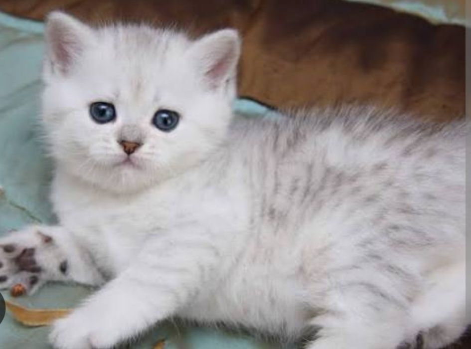 Шиншилла серебро малыши