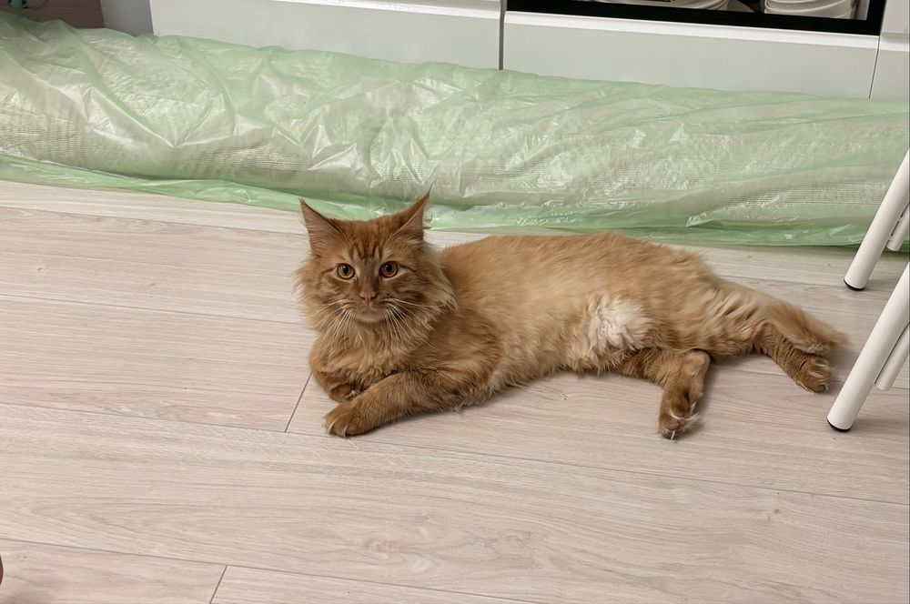 Отдам кошку в добрые руки