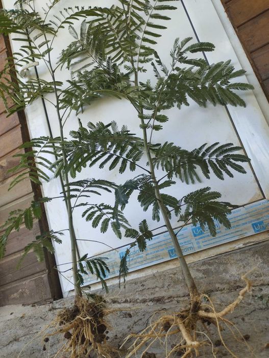 Фиданки от албиция