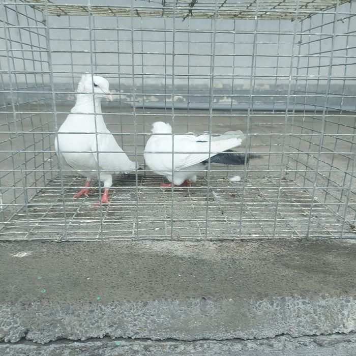 Чернахвость чубати бровястый