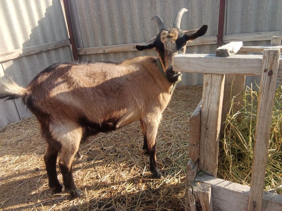 Альпі француз теке лақтар