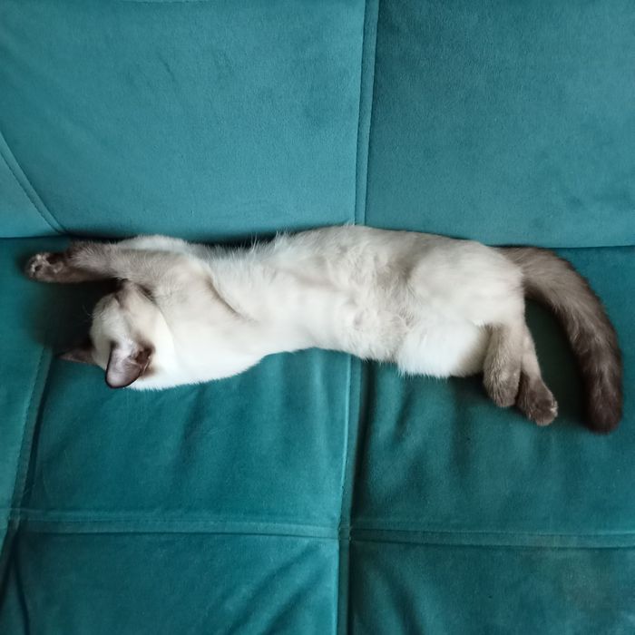 Отдам котика в надёжные, добрые руки.