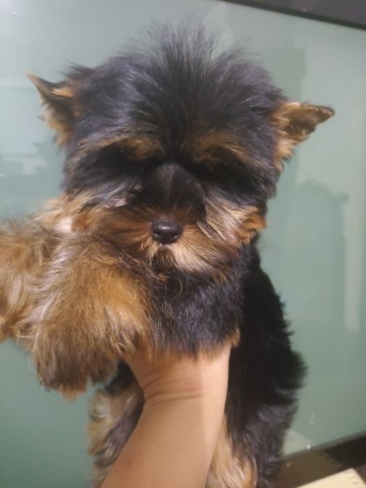 Йоркширский терьер