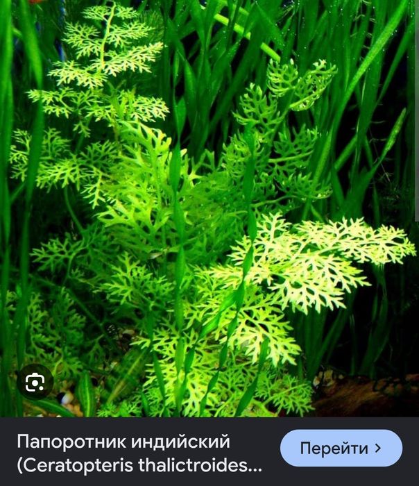 Продам аквариумные растения