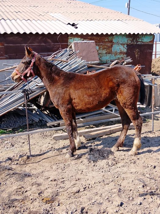 Продам жеребёнка