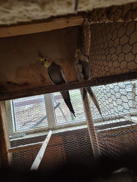 Продавам Корели  90лв