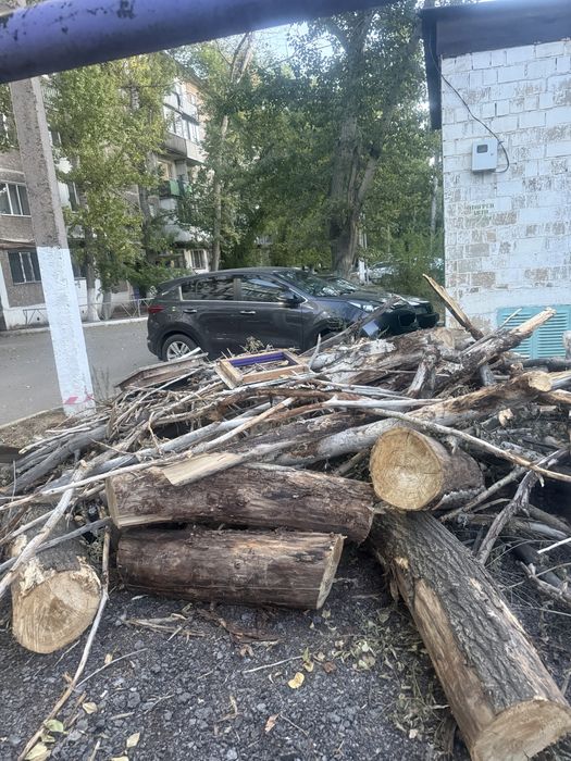 Деревья на дрова