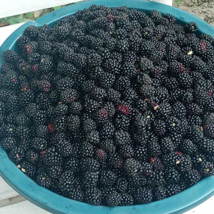 Американская ежевика Честер Торнелсс